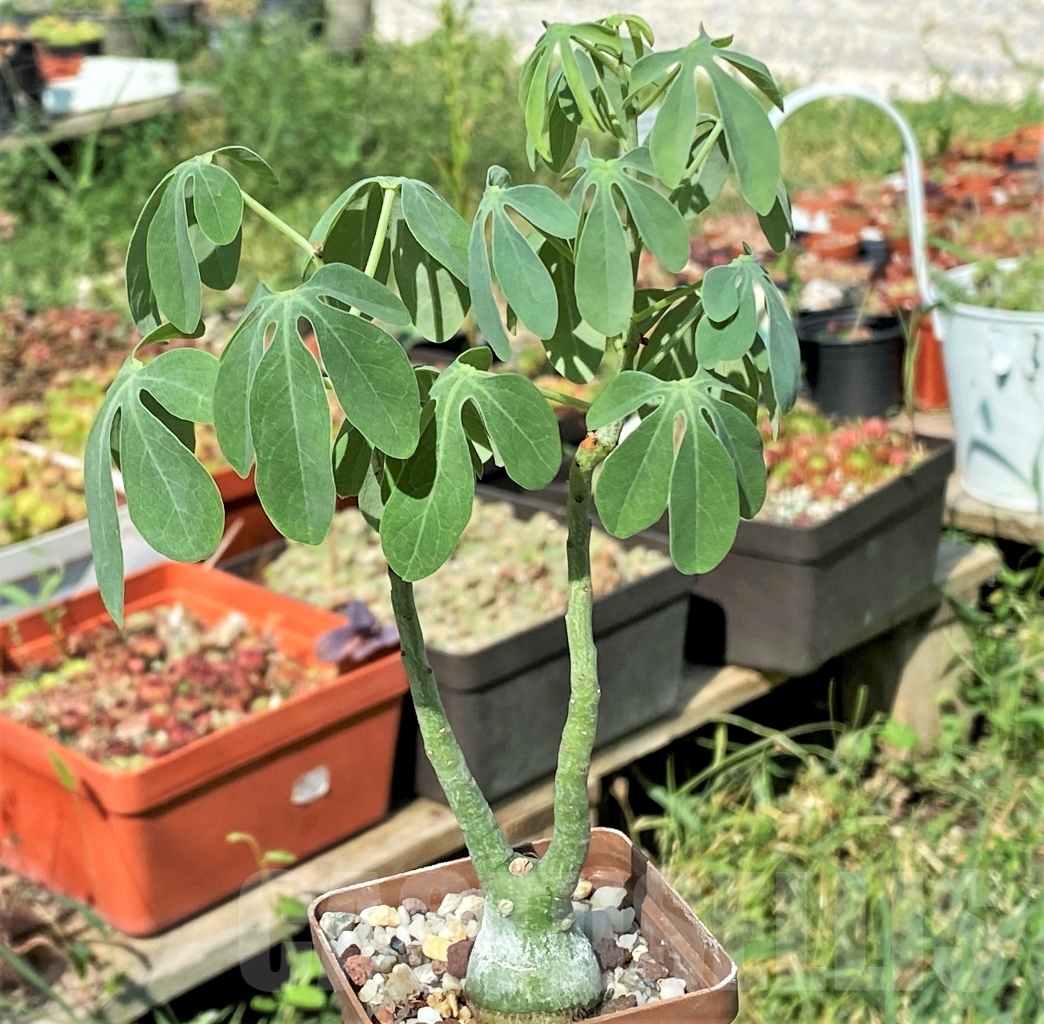 SHPR13436 Adenia glauca - Image 2