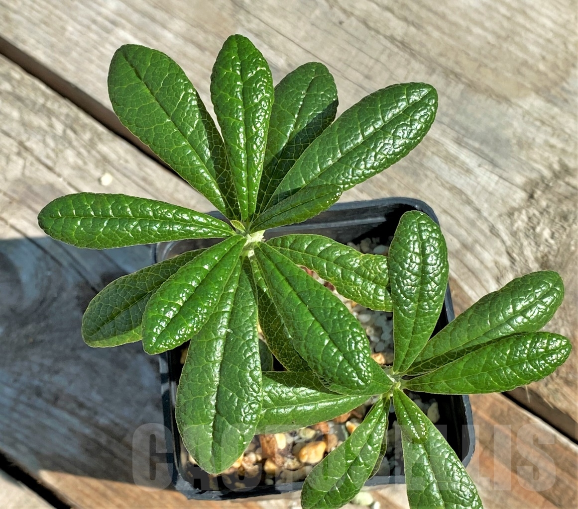 SHPR13437 Dorstenia gigas