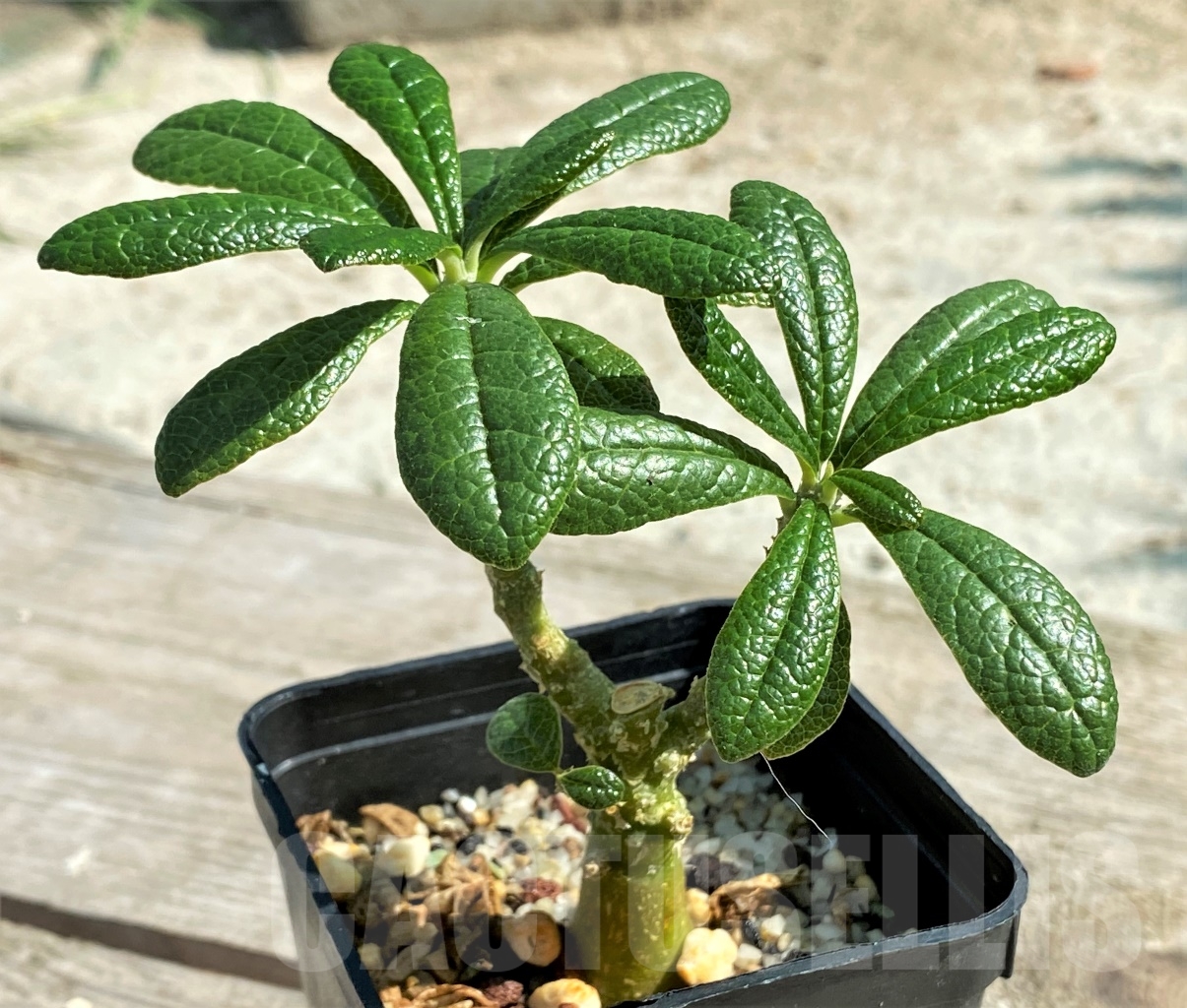 SHPR13437 Dorstenia gigas - Image 2