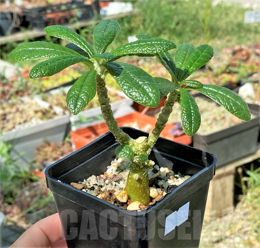 SHPR13437 Dorstenia gigas - Image 3