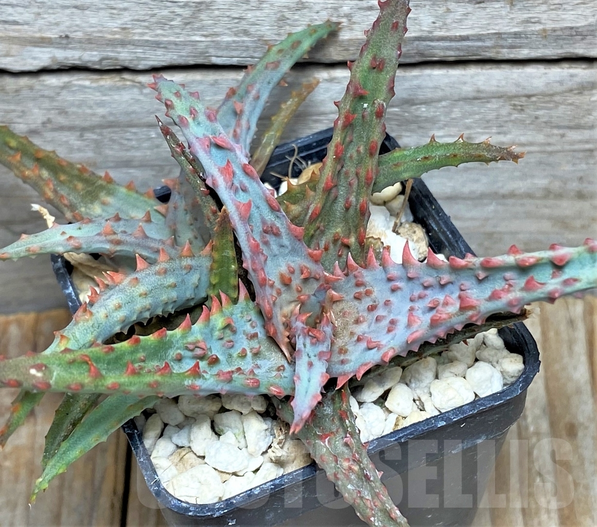 SHPR13439 Aloe castilloniae hybrid - Obrázek 2