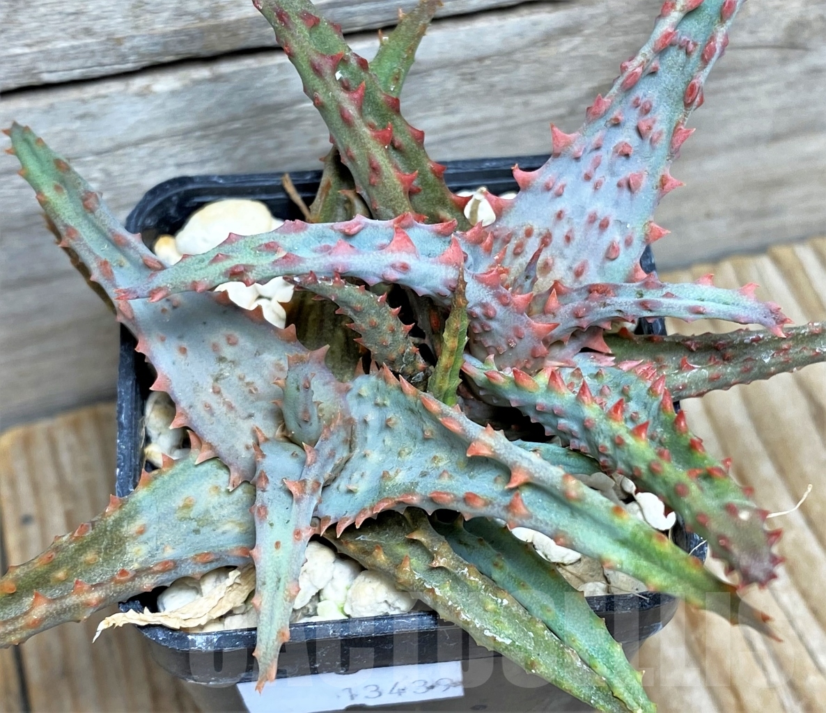 SHPR13439 Aloe castilloniae hybrid - Obrázek 3