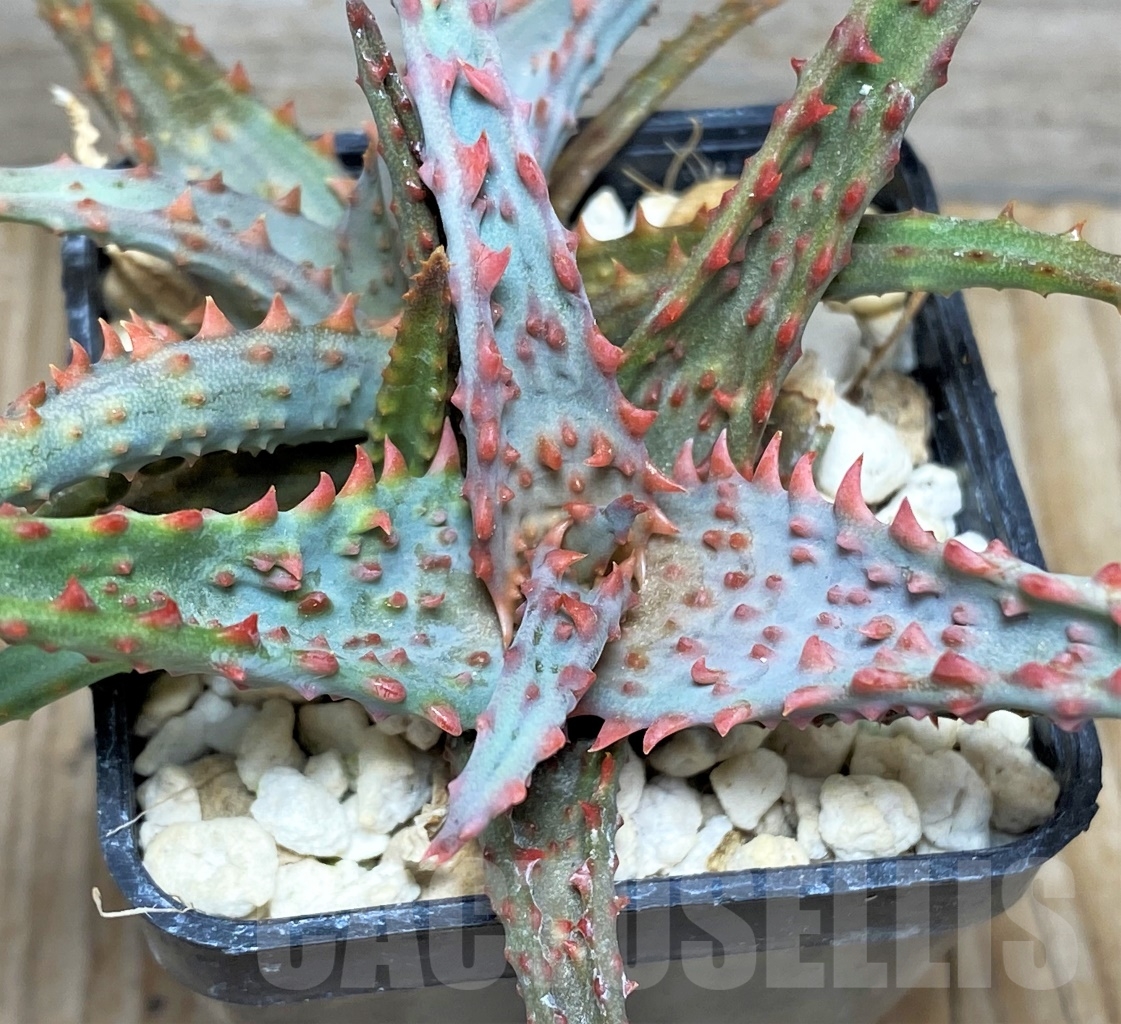 SHPR13439 Aloe castilloniae hybrid
