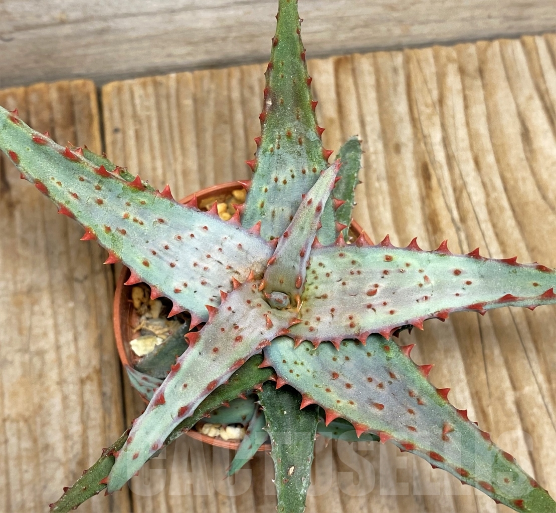 SHPR13440 Aloe castilloniae hybrid - Image 2