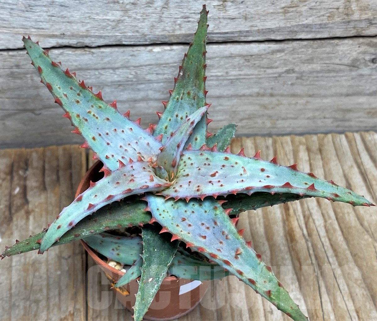 SHPR13440 Aloe castilloniae hybrid - Image 3