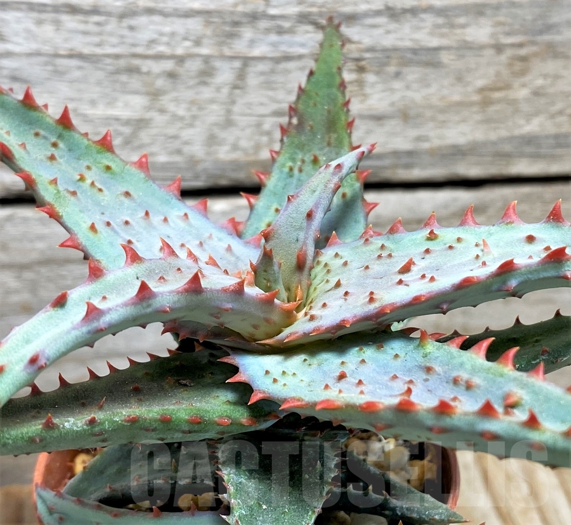 SHPR13440 Aloe castilloniae hybrid