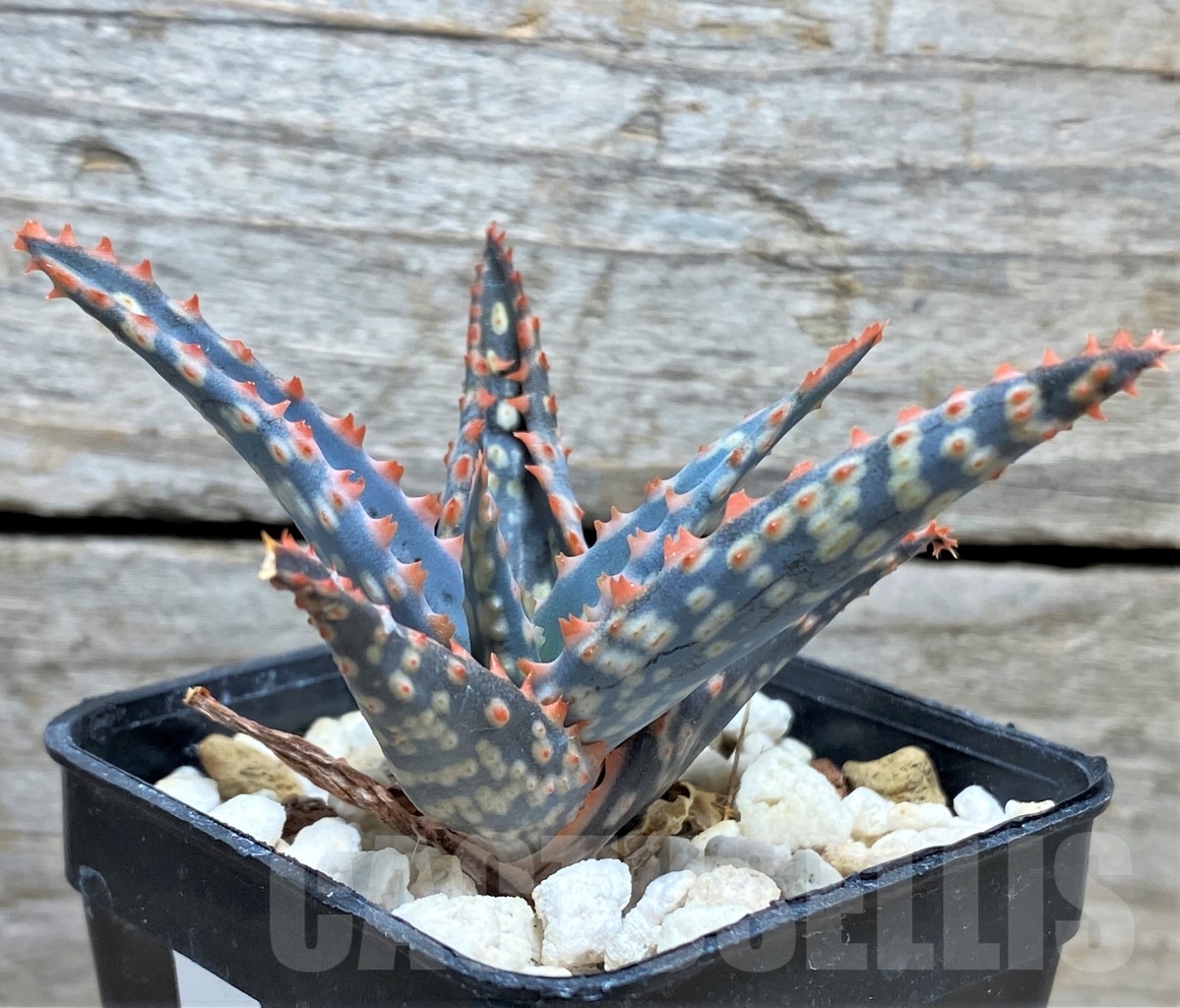 SHPR13444 Aloe hybrid - Image 3