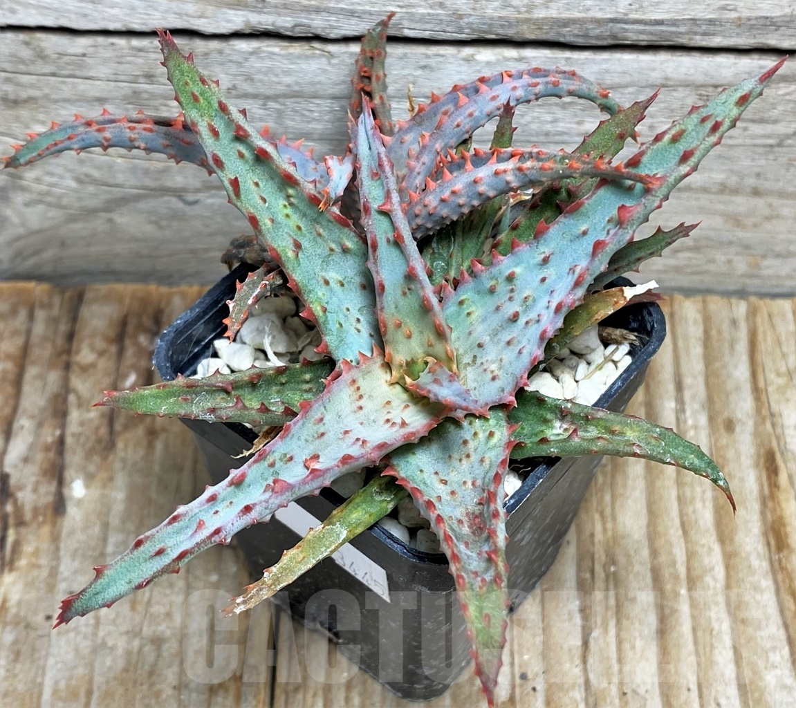 SHPR13445 Aloe castilloniae hybrid - Image 2