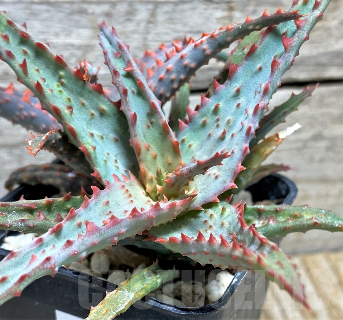 SHPR13445 Aloe castilloniae hybrid