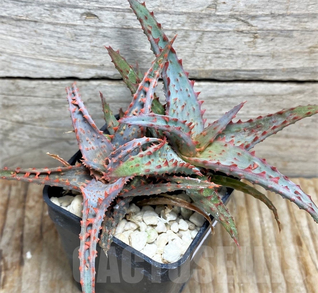 SHPR13445 Aloe castilloniae hybrid - Image 3