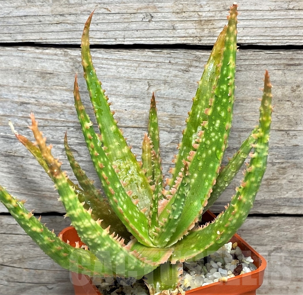 SHPR13446 Aloe hybrid