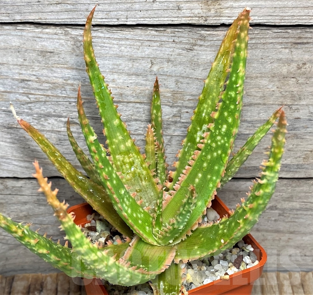 SHPR13446 Aloe hybrid - Image 2