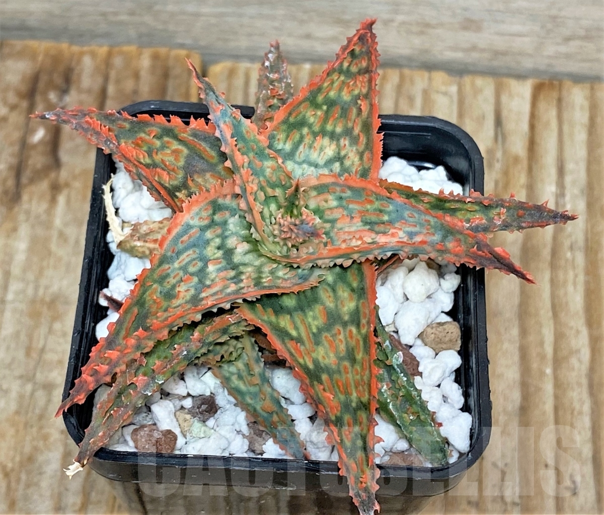 SHPR13447 Aloe hybrid - Image 2