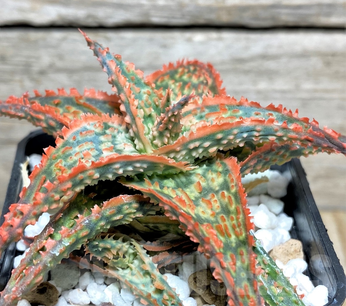 SHPR13447 Aloe hybrid