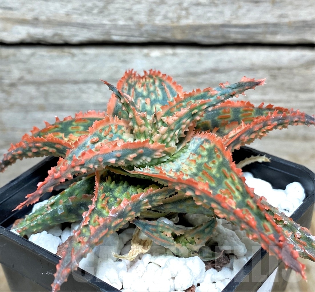 SHPR13447 Aloe hybrid - Image 3