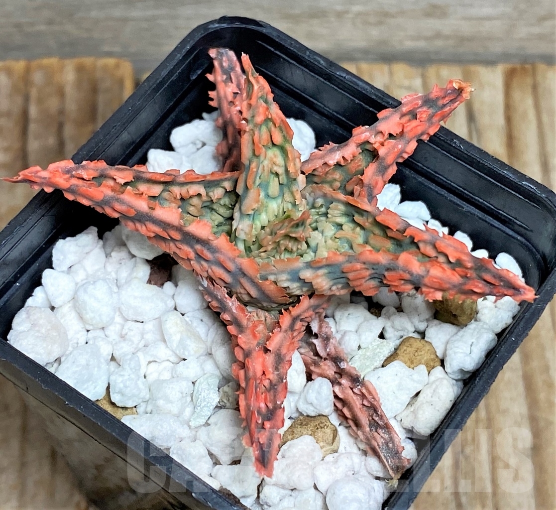 SHPR13448 Aloe hybrid - Image 2