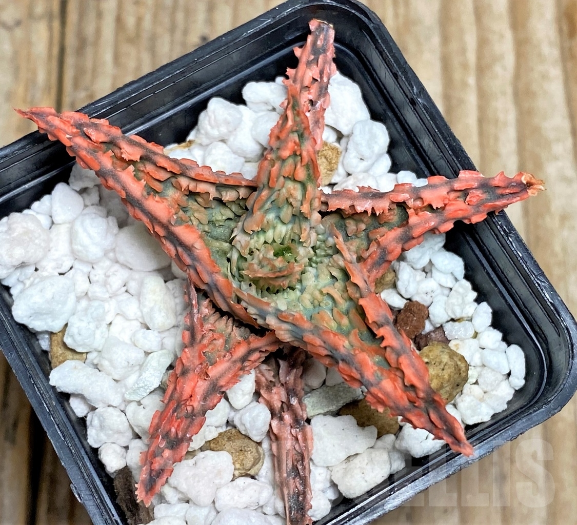 SHPR13448 Aloe hybrid - Image 3