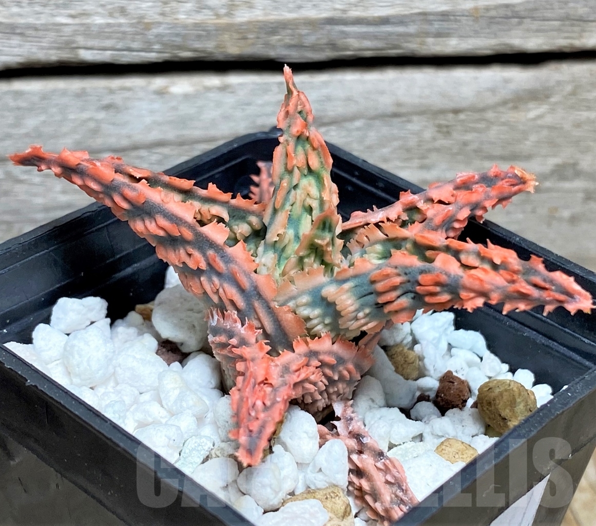 SHPR13448 Aloe hybrid