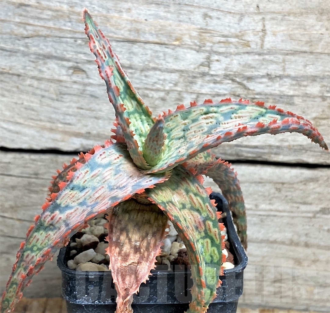 SHPR13449 Aloe 'Franco' x 'Vito' x ? - Imagen 3