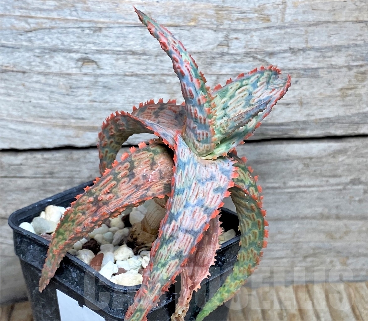 SHPR13449 Aloe 'Franco' x 'Vito' x ? - Imagen 2