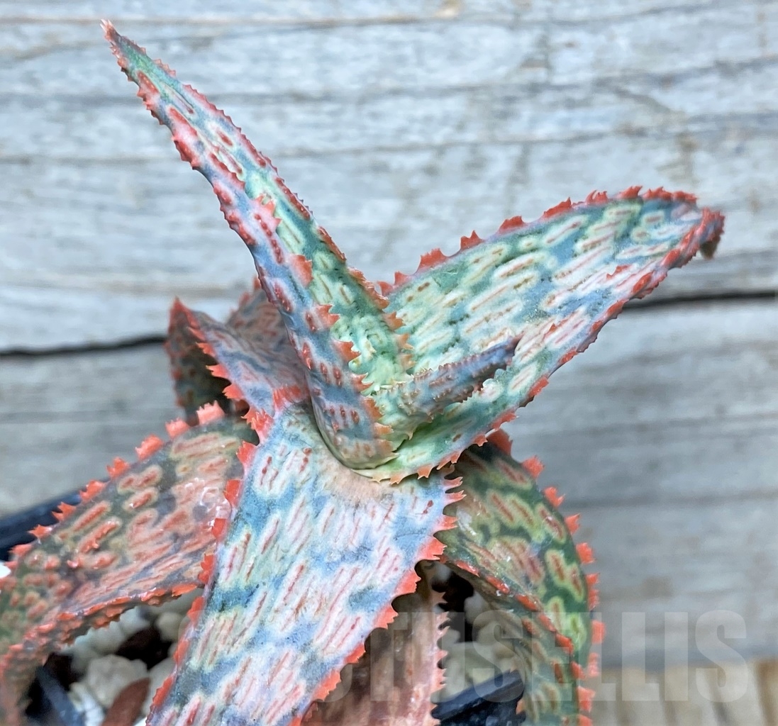 SHPR13449 Aloe 'Franco' x 'Vito' x ?