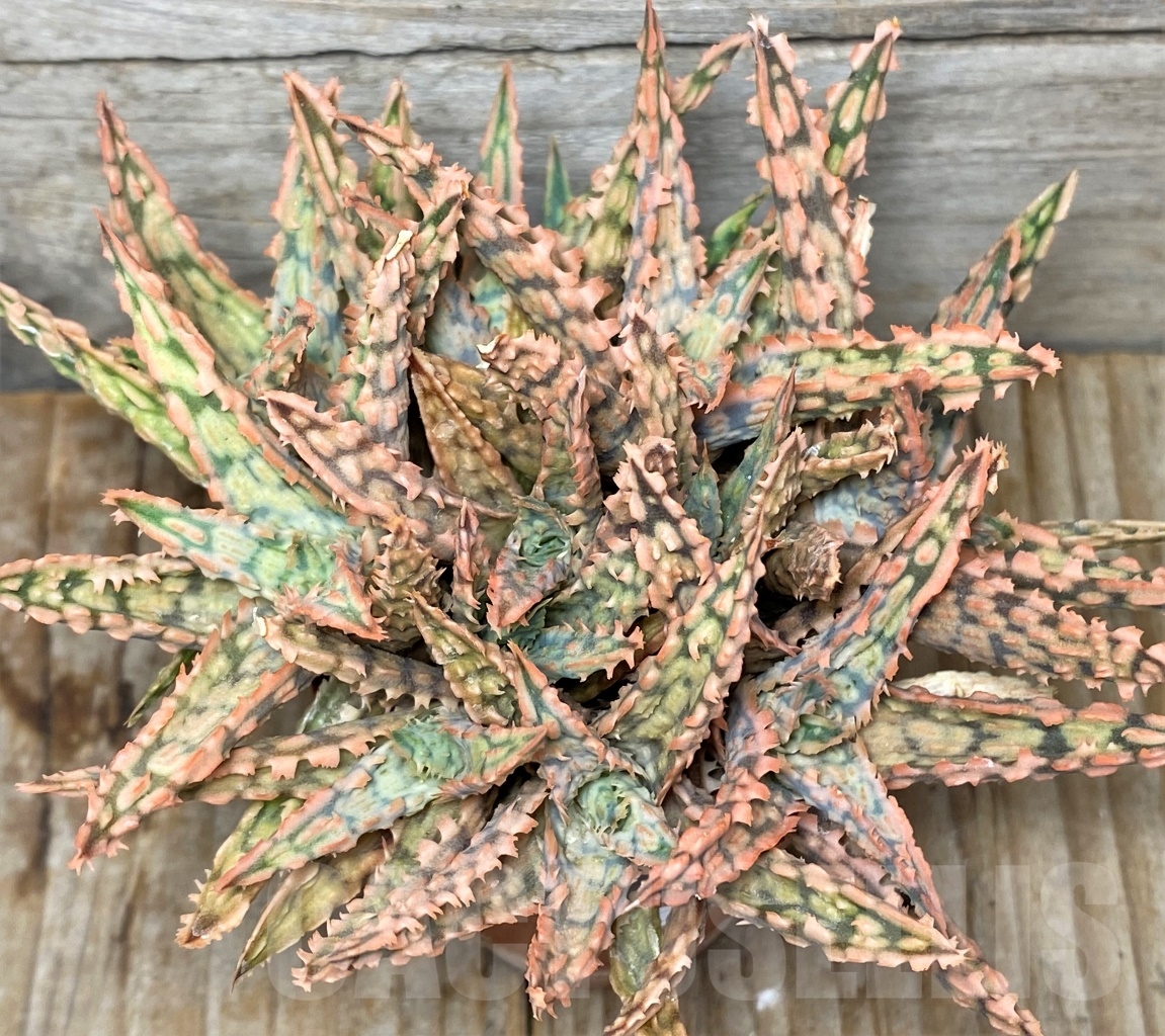 SHPR13450 Aloe hybrid - Зображення 2