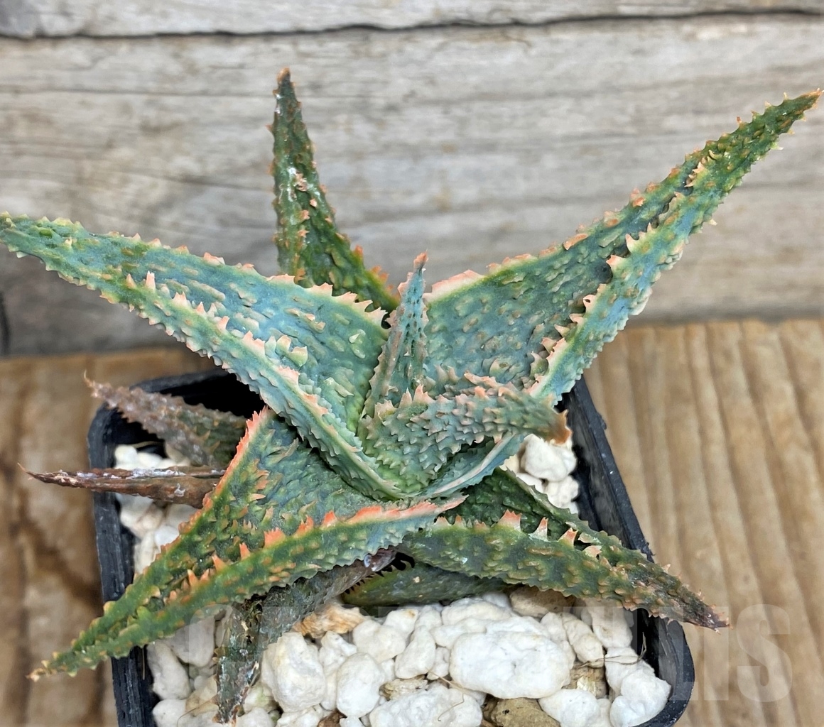 SHPR13452 Aloe hybrid - 画像 (2)