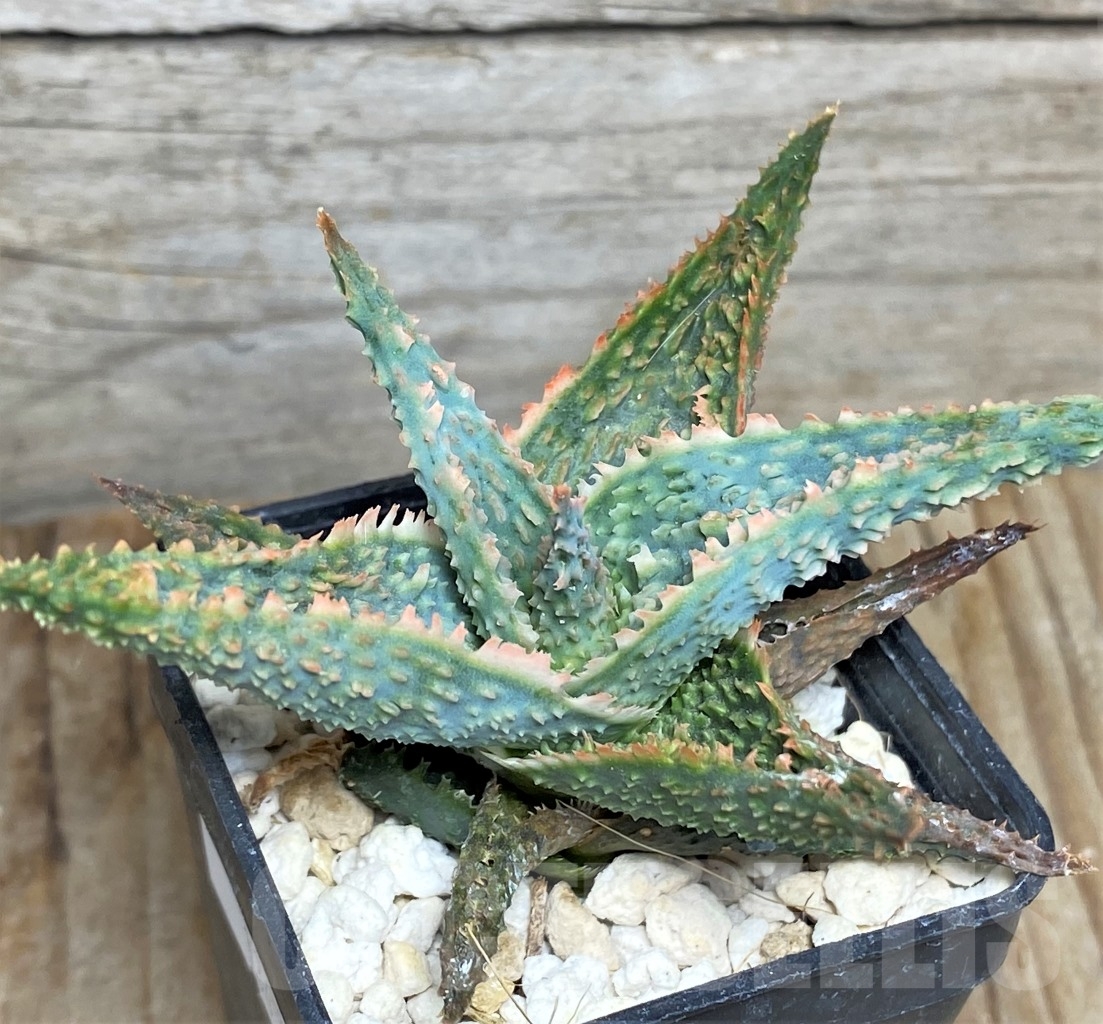 SHPR13452 Aloe hybrid