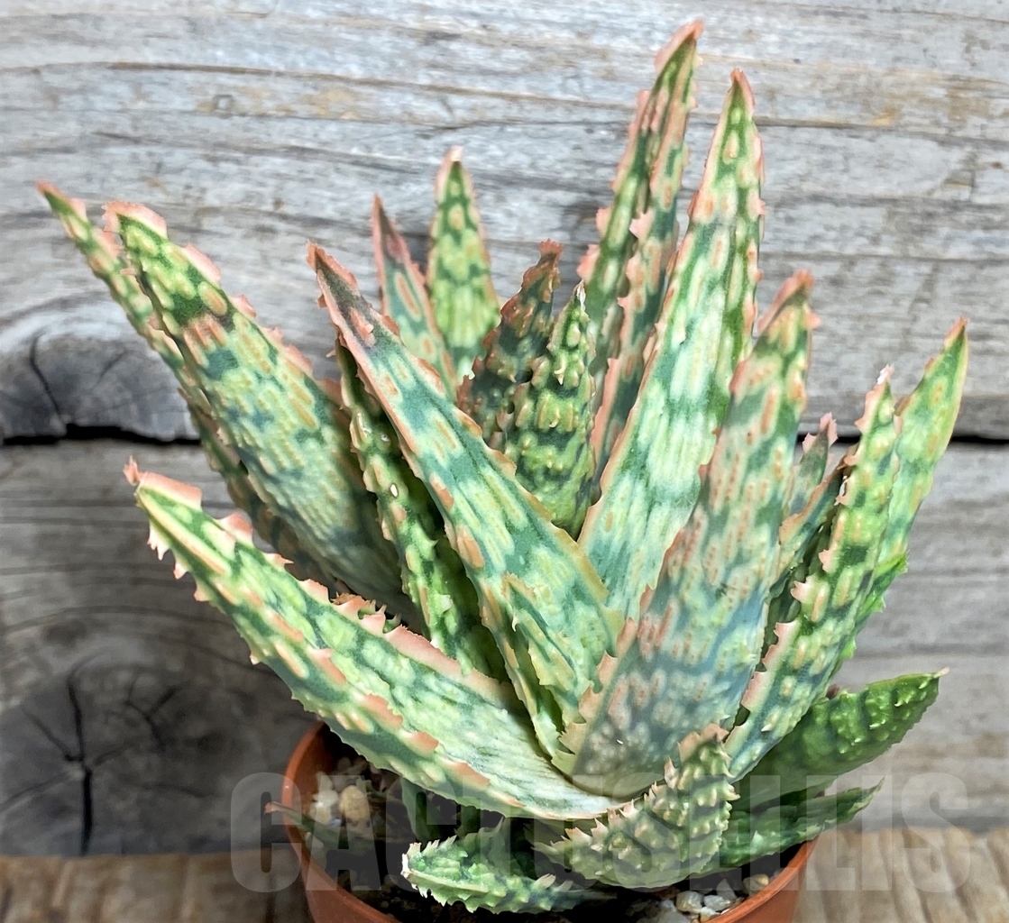 SHPR13453 Aloe hybrid - Image 2