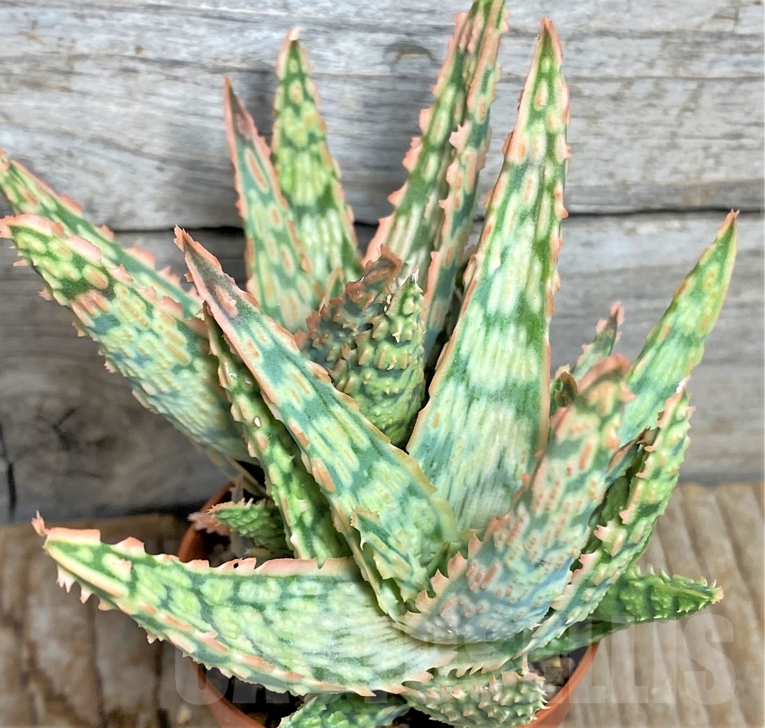 SHPR13453 Aloe hybrid