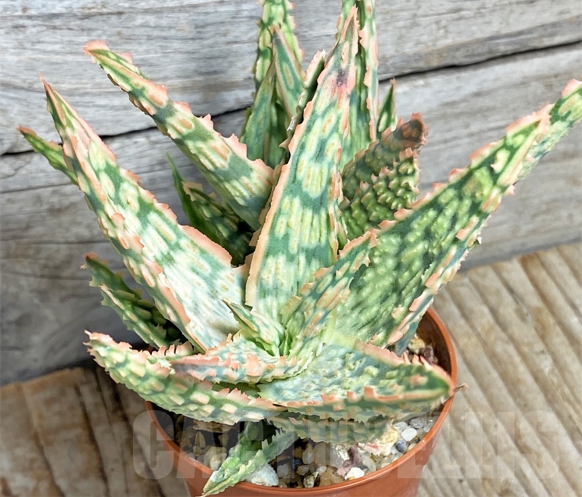 SHPR13453 Aloe hybrid - Image 3