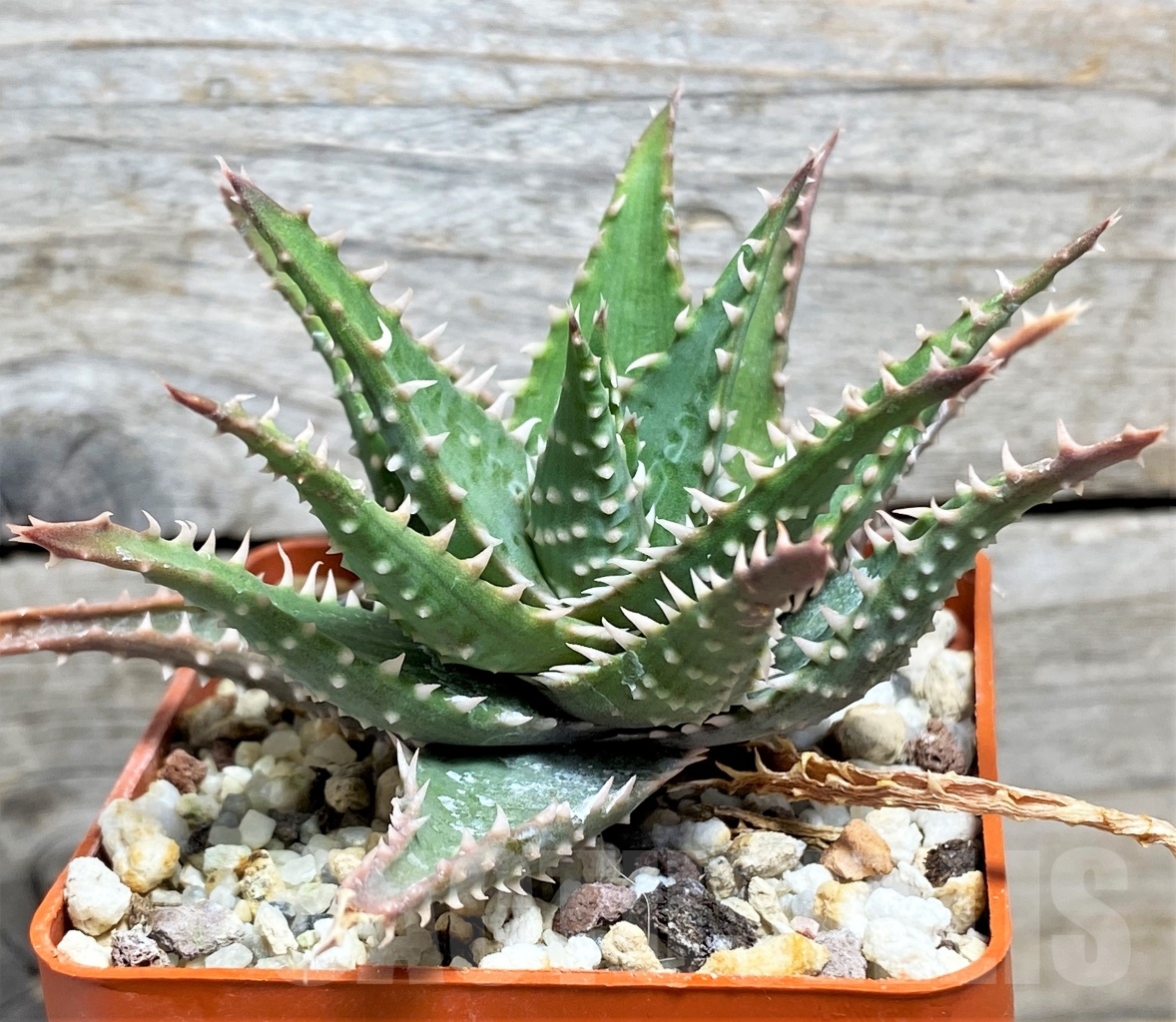 SHPR13454 Aloe hybrid - Image 2