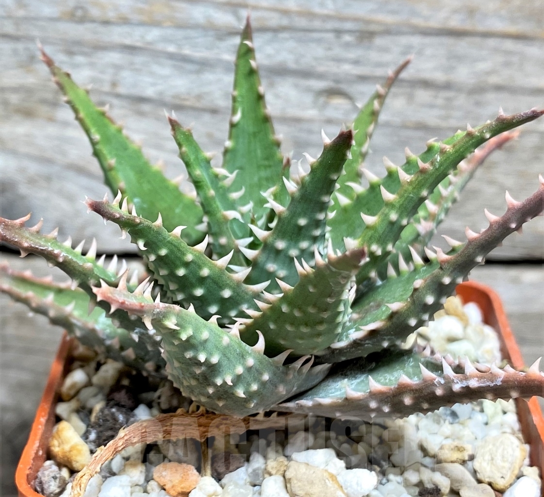 SHPR13454 Aloe hybrid