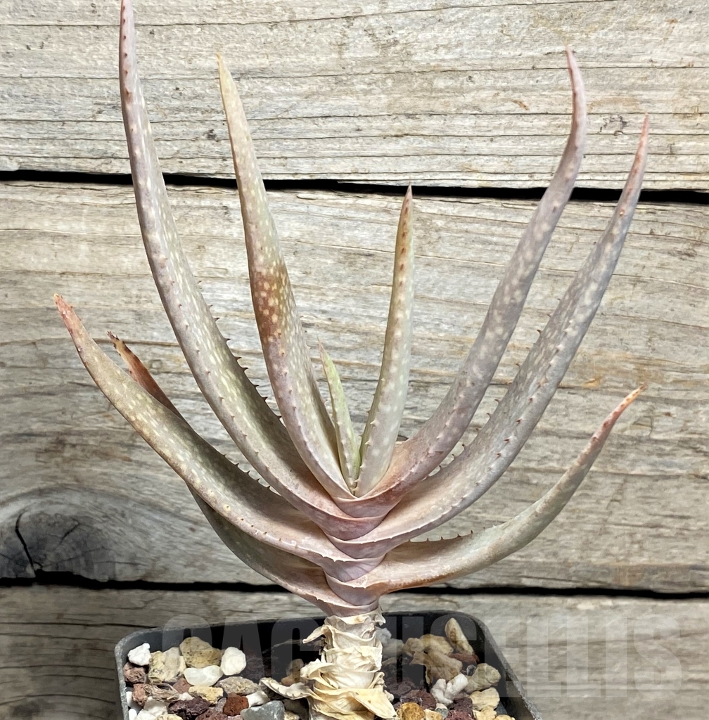 SHPR13455 Aloe hybrid - Image 2