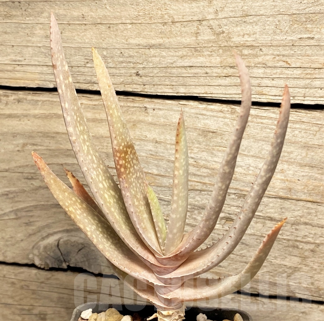 SHPR13455 Aloe hybrid