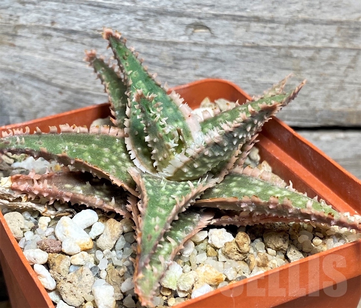 SHPR13456 Aloe hybrid