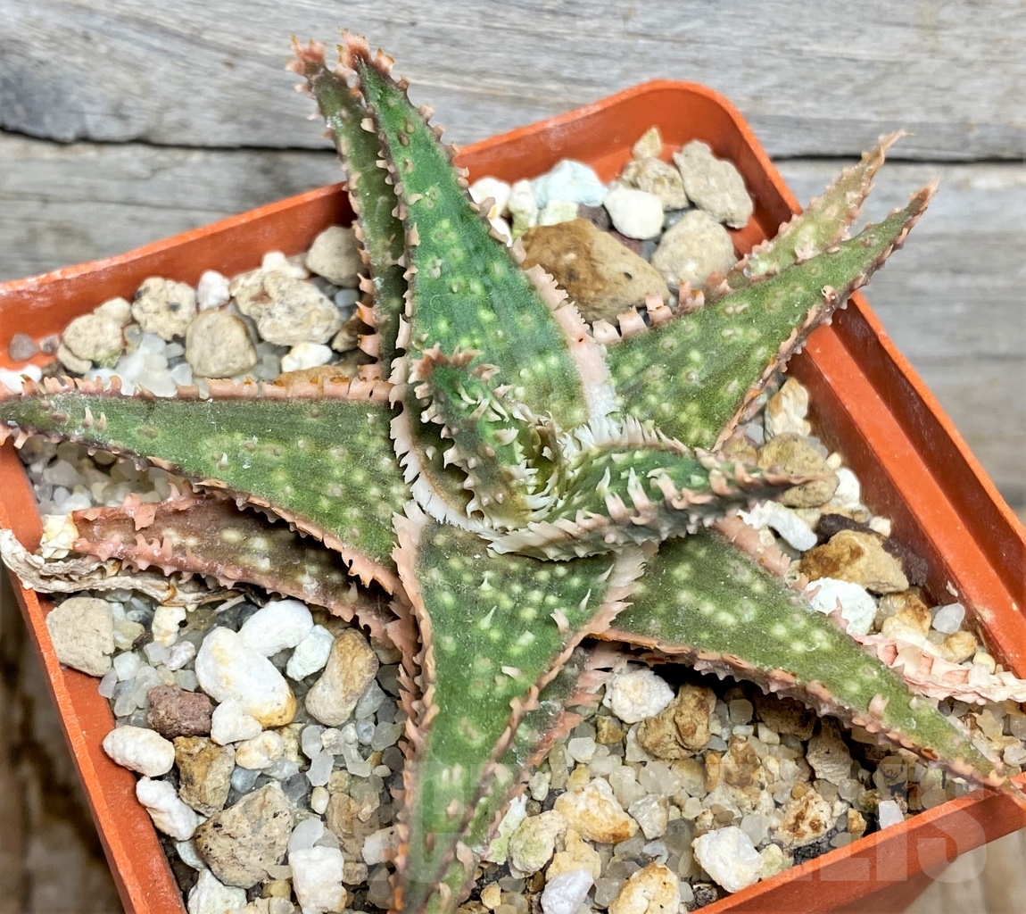 SHPR13456 Aloe hybrid - Image 2