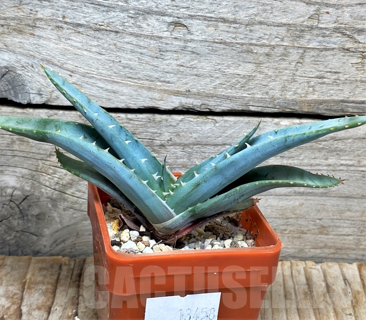 SHPR13458 Aloe suprafoliata - Image 2