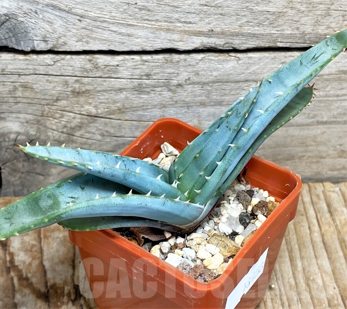 SHPR13458 Aloe suprafoliata