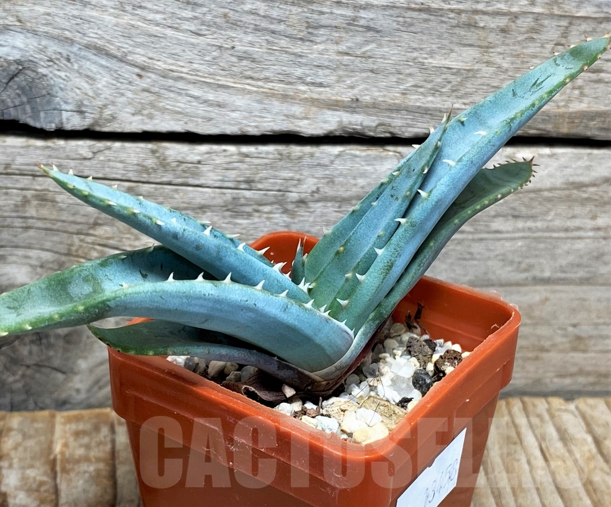 SHPR13458 Aloe suprafoliata - Image 3