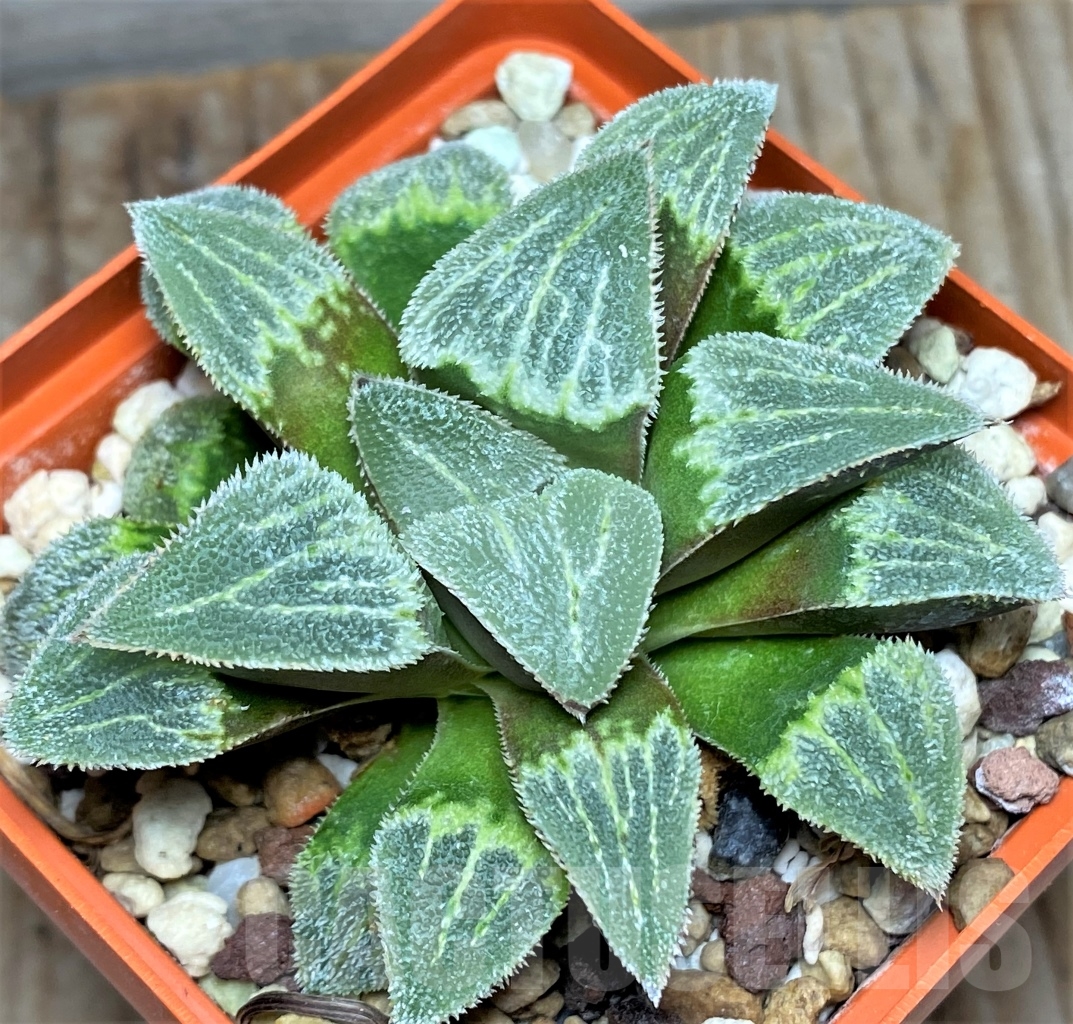 SHPR13461 Haworthia pygmaea 'Groeslin' - Image 2