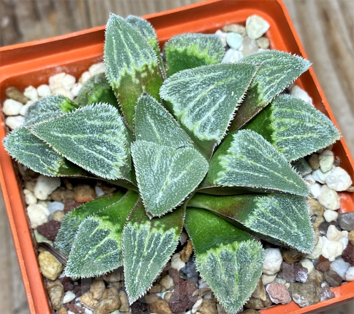 SHPR13461 Haworthia pygmaea 'Groeslin'