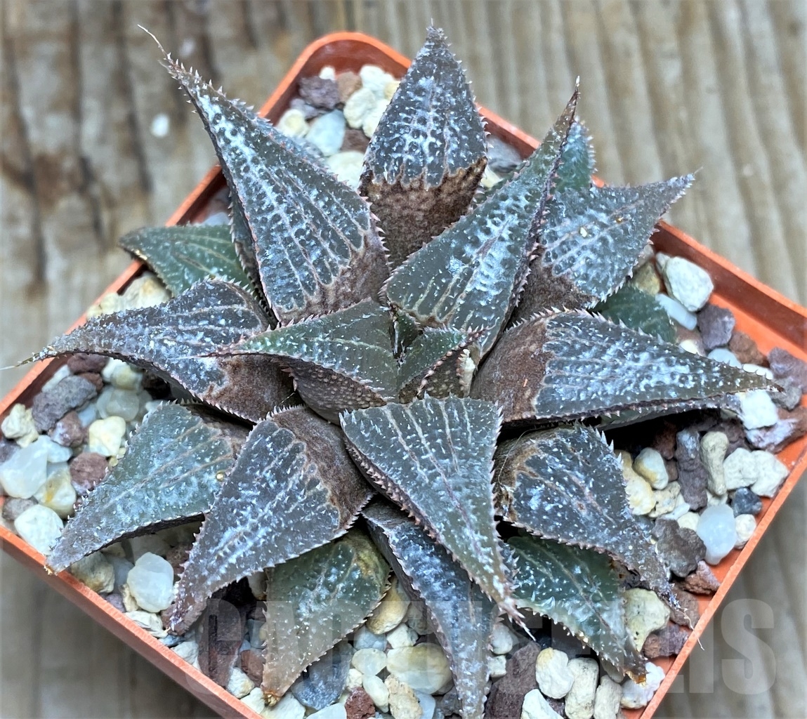 SHPR13463 Haworthia emelyae v. major x Haworthia mirabilis v. badia 'Bev's Wonder'