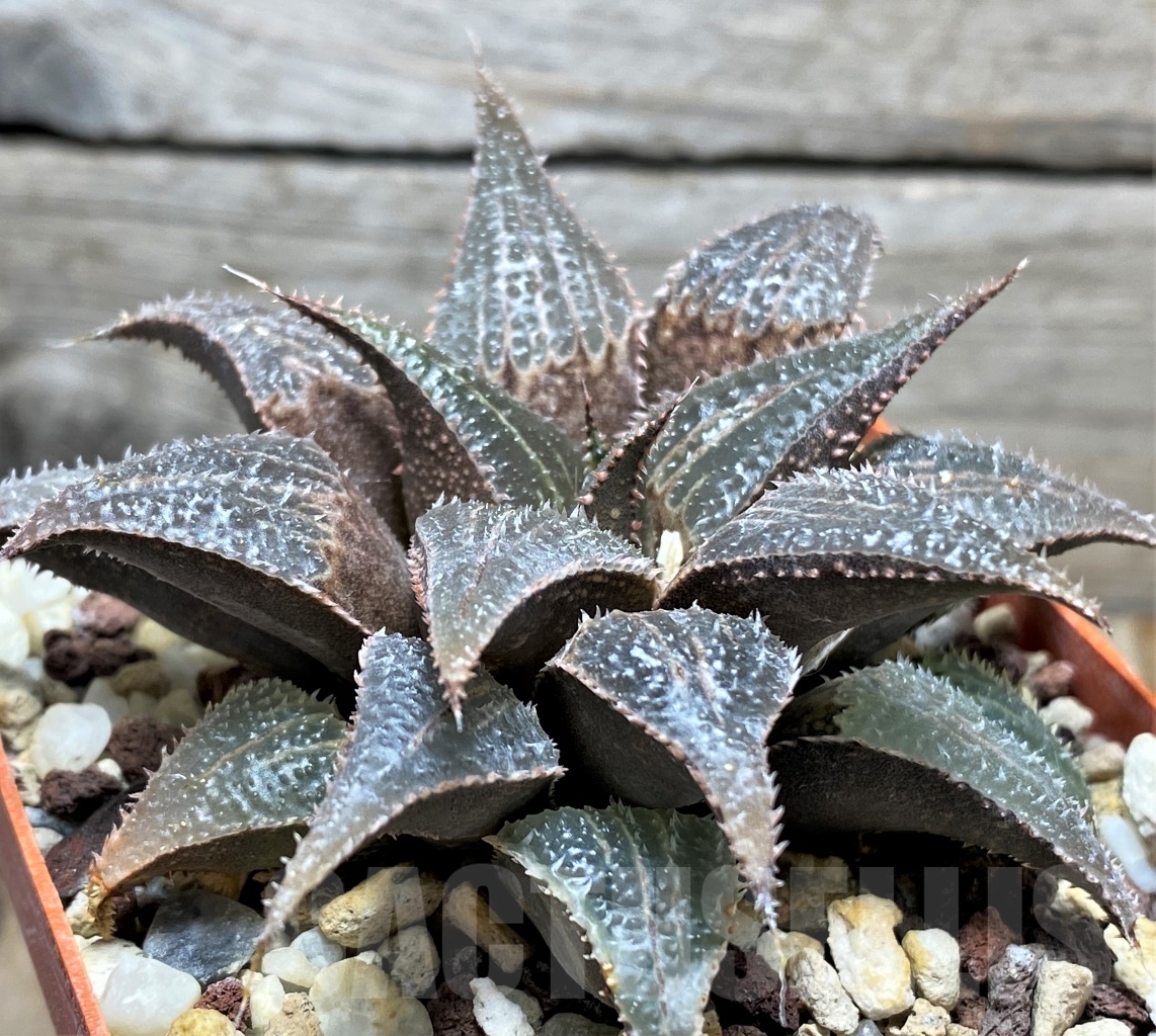 SHPR13463 Haworthia emelyae v. major x Haworthia mirabilis v. badia 'Bev's Wonder' - immagine 2