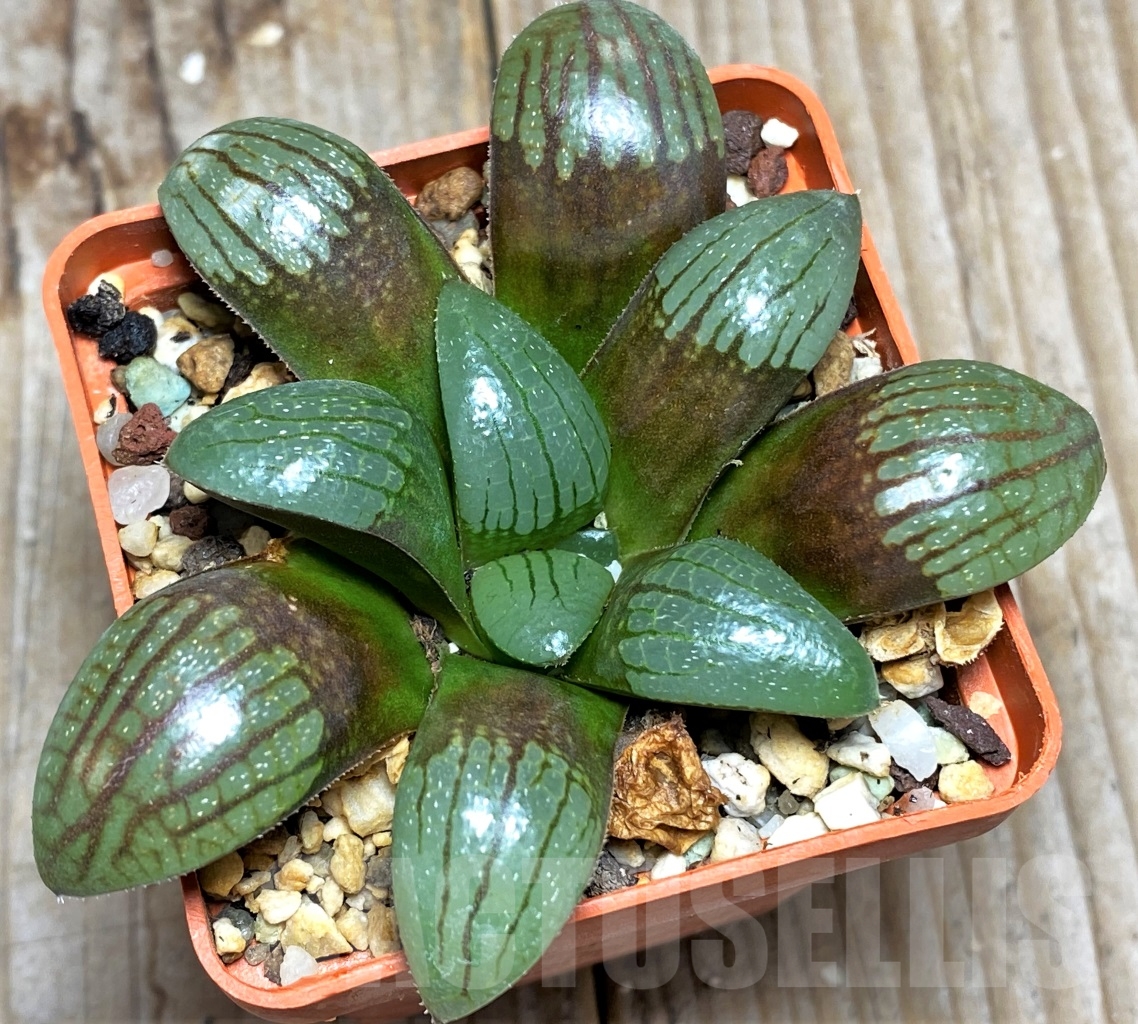 SHPR13466 Haworthia springbokvlakensis - Image 2