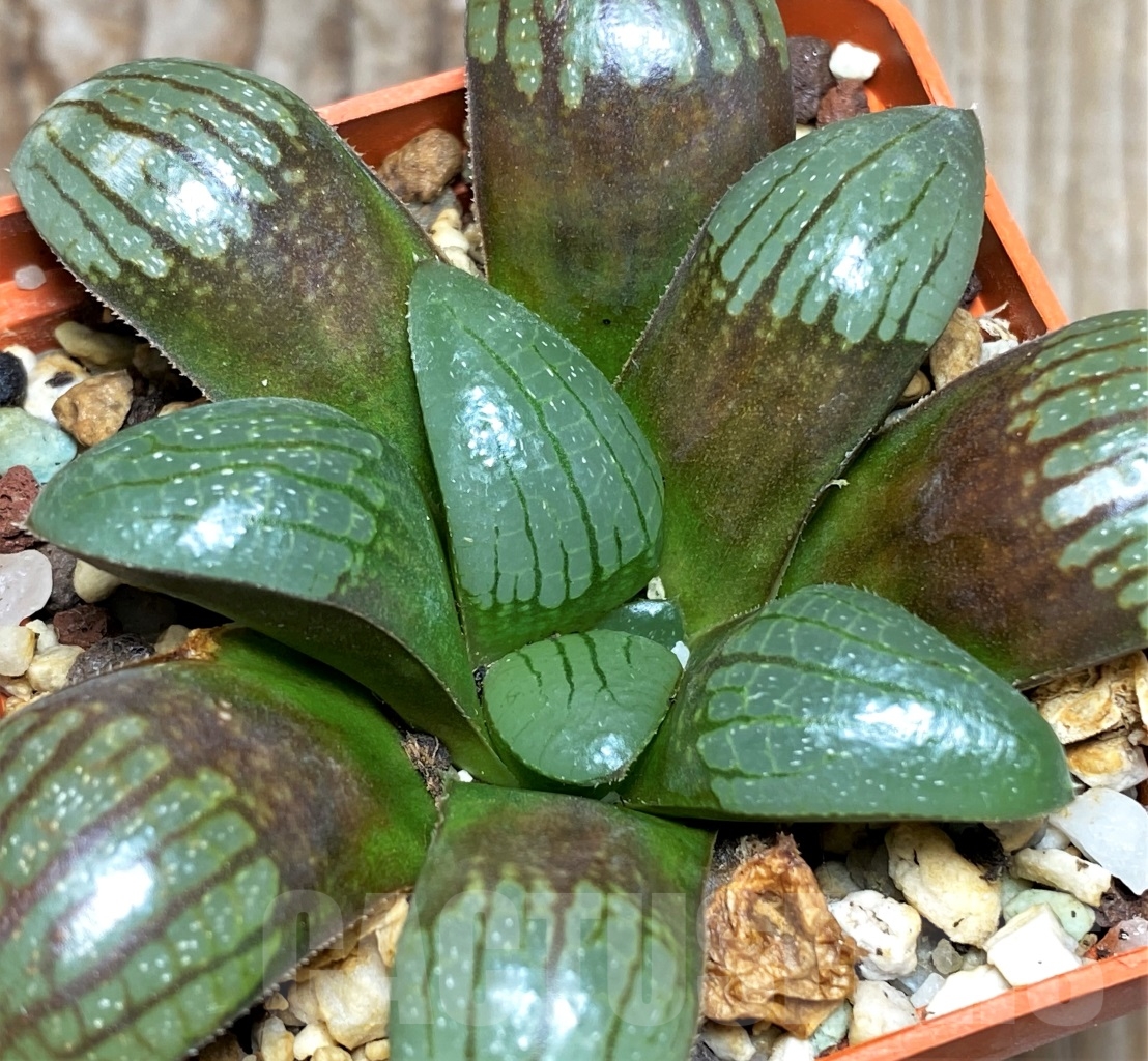 SHPR13466 Haworthia springbokvlakensis