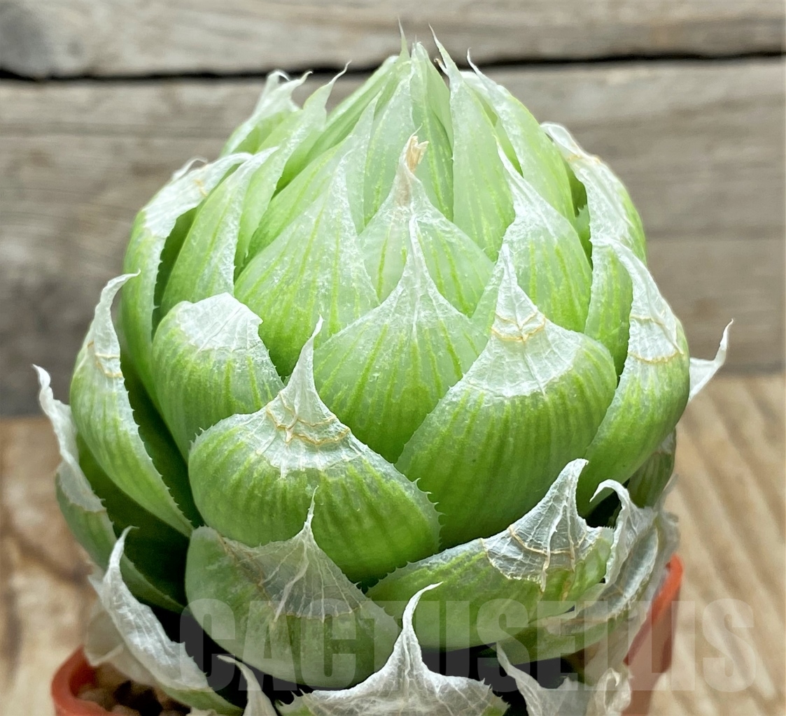 SHPR13467 Haworthia lockwoodii - Image 2