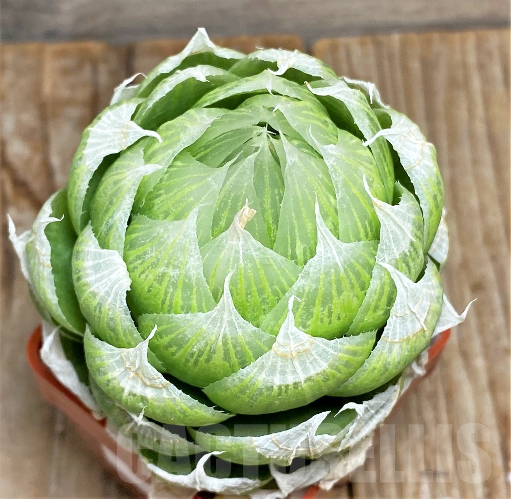 SHPR13467 Haworthia lockwoodii