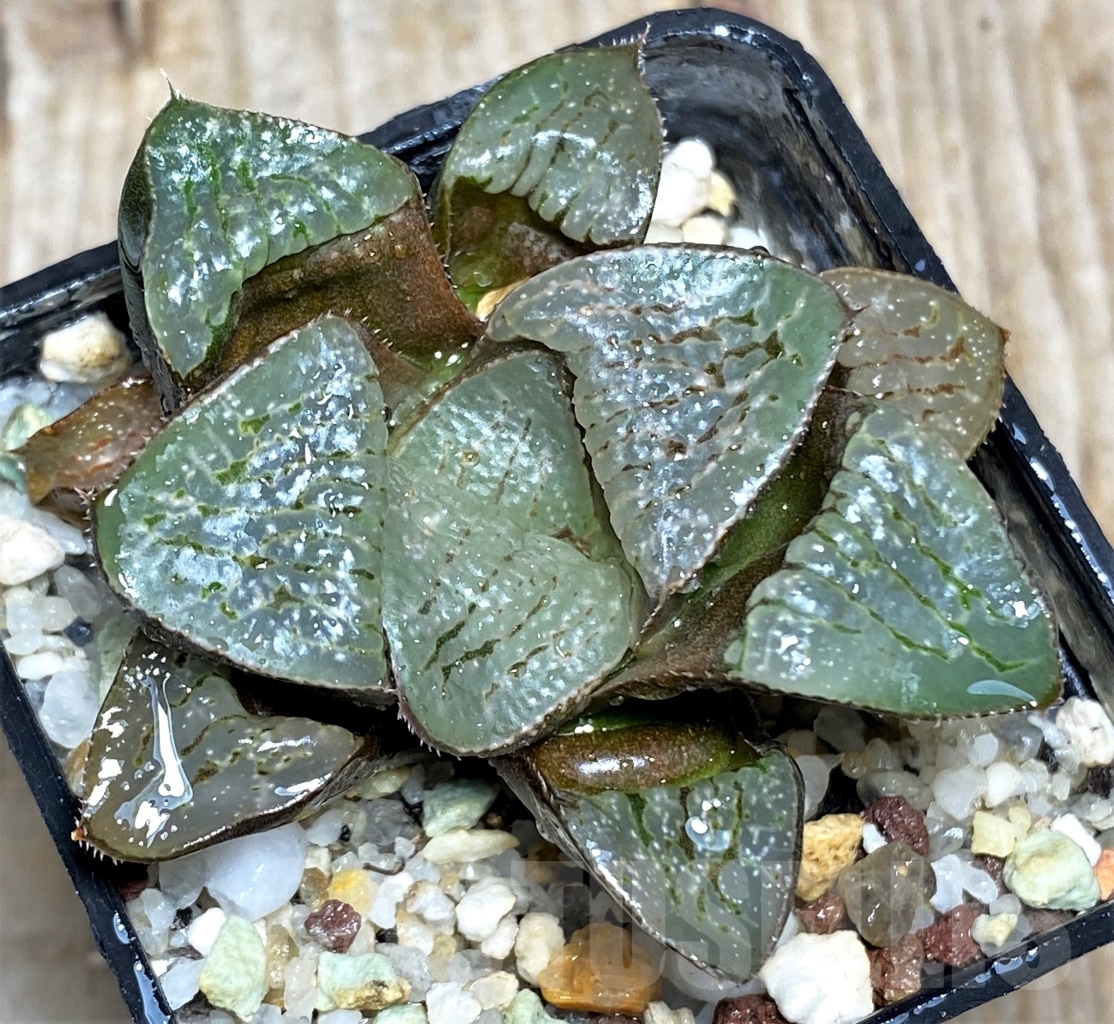 SHPR13470 Haworthia comptoniana x picta - Image 3