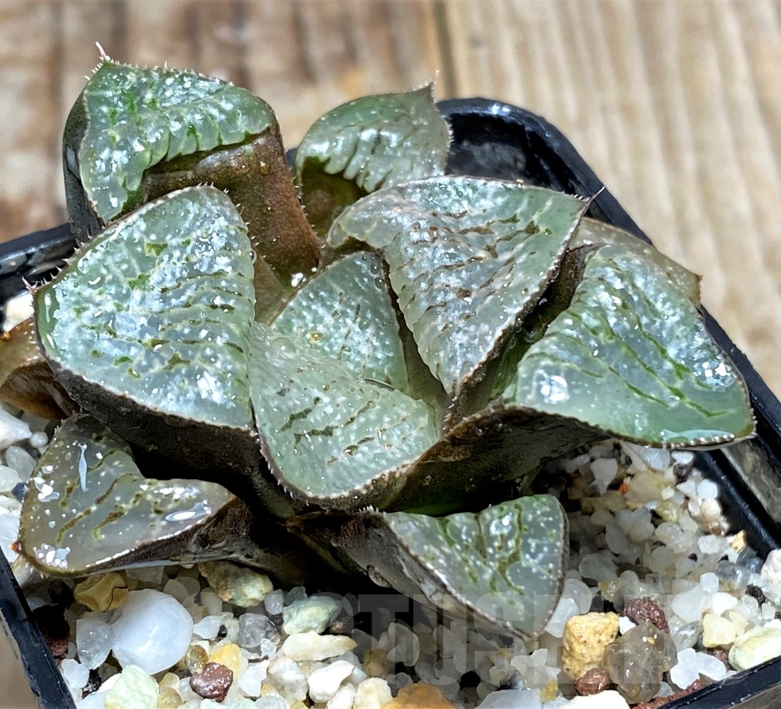 SHPR13470 Haworthia comptoniana x picta - Image 2